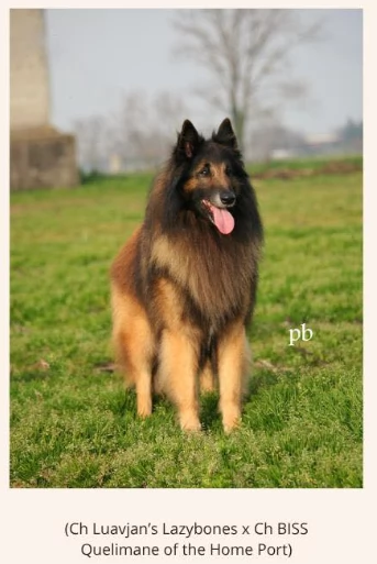 Cuccioli PASTORE BELGA TERVUEREN con Pedigree ENCI | Foto 2