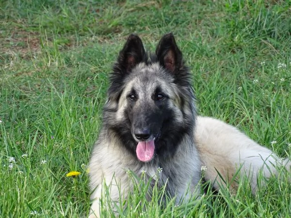 Cuccioli PASTORE BELGA TERVUEREN con Pedigree ENCI | Foto 0