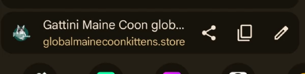 meravigliosi cuccioli di gatto | Foto 1