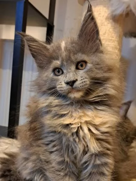 meravigliosi cuccioli di gatto | Foto 0