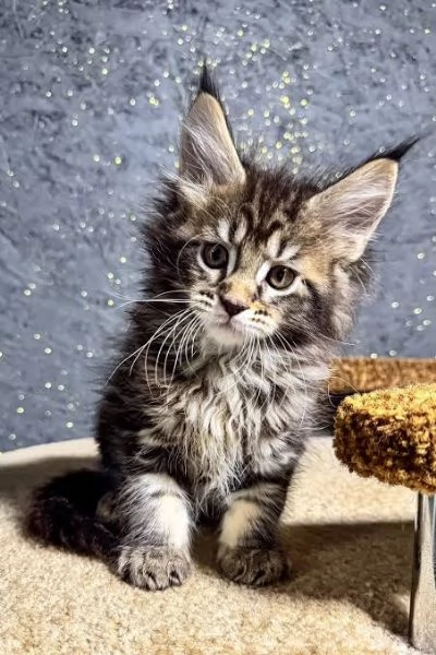 Maine Coon | Foto 0