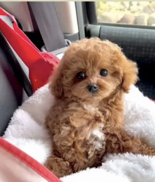 REGALO MINI BARBONCINO ne restano solo 2