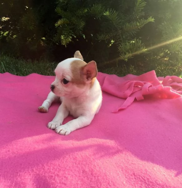 REGALO MINI chihuahua ne restano solo 5 | Foto 3