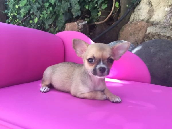 REGALO MINI chihuahua ne restano solo 5 | Foto 0