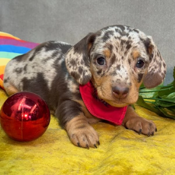 Regalo bassotto  maschio e Femmina  | Foto 0