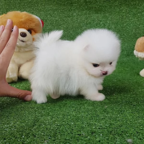 Pomeranian mini ne restano solo3  | Foto 1