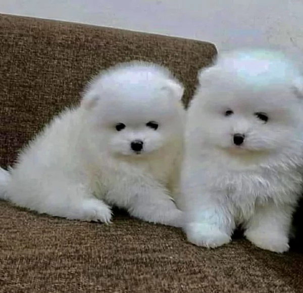 Pomeranian mini ne restano solo3  | Foto 0