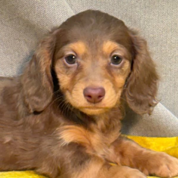 Regalo bassotto mini ne sono rimasti solo pochi | Foto 0