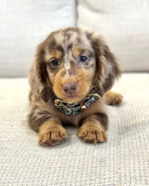 Regalo bassotto mini ne sono rimasti solo pochi