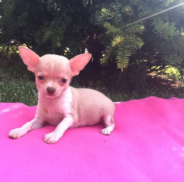 Chihuahua mini cuccioli maschio e femmina | Foto 0
