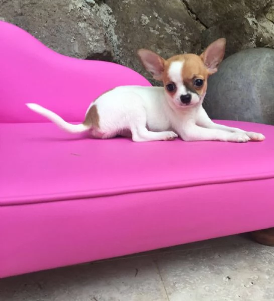 Chihuahua mini cuccioli maschio e femmina