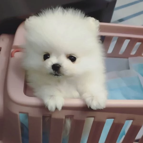 Volpino Pomeranian cuccioli maschio e femmina | Foto 0