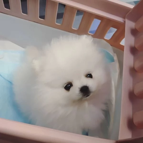 Volpino Pomeranian cuccioli maschio e femmina
