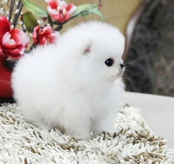 Volpino Pomeranian cuccioli maschio e femmina | Foto 1