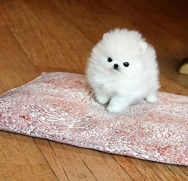 Volpino Pomeranian cuccioli maschio e femmina
