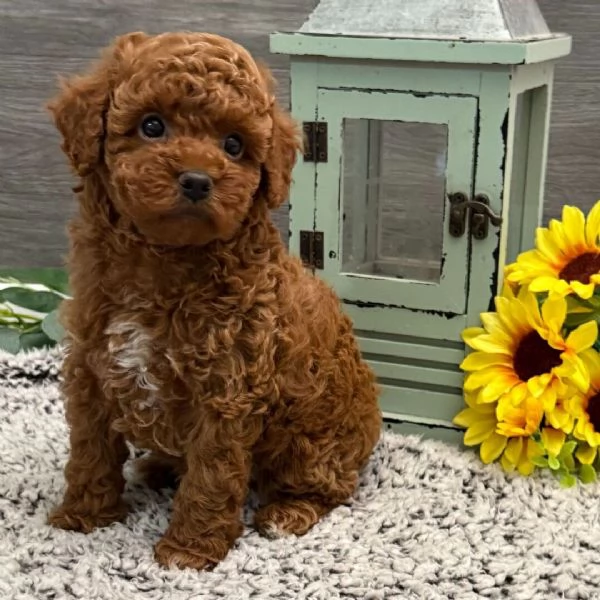 Barboncino mini cuccioli maschio e femmina | Foto 0