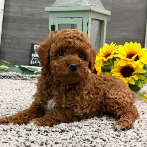 Barboncino mini cuccioli maschio e femmina