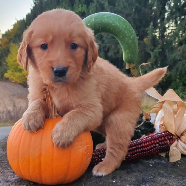 Golden Retriever cuccioli maschio e femmina | Foto 0