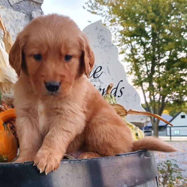 Golden Retriever cuccioli maschio e femmina