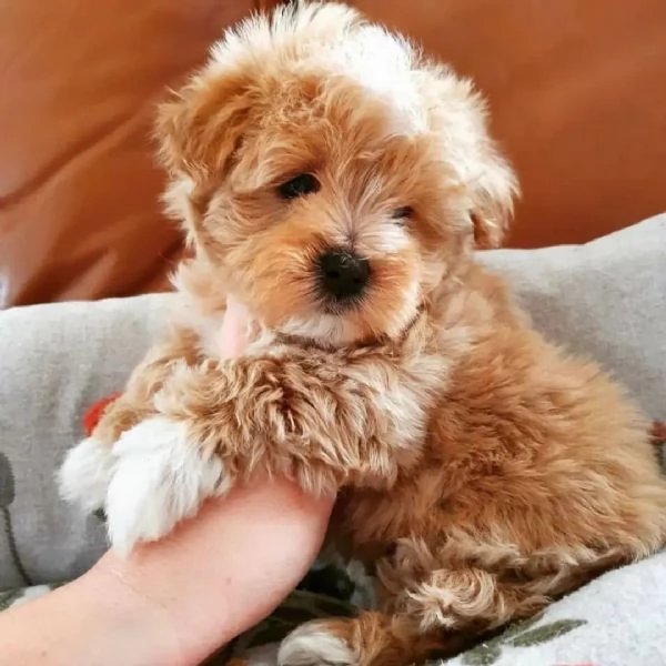 CUCCIOLI DI MALTIPOO