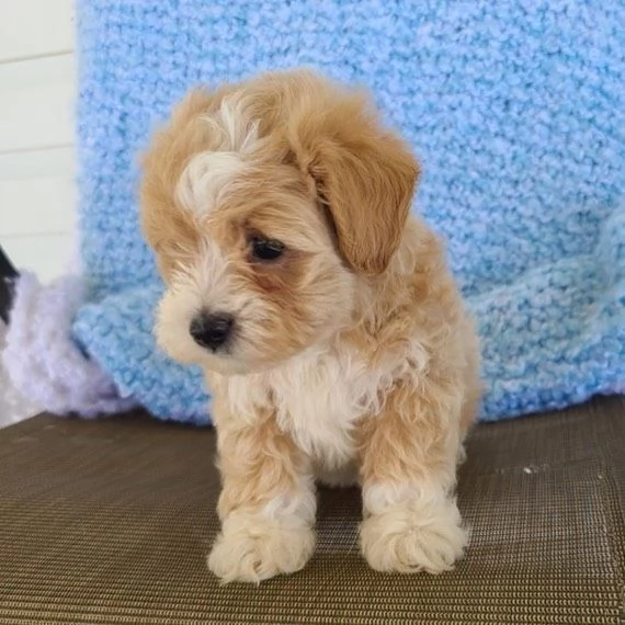 CUCCIOLI DI MALTIPOO | Foto 1