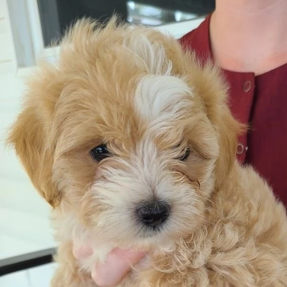 CUCCIOLI DI MALTIPOO | Foto 0