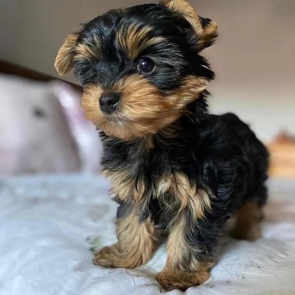 Cuccioli di Yorkshire Terrier | Foto 0