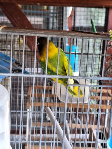 Pappagalli inseparabili personata | Foto 0