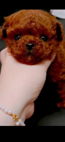 Barboncino toy cuccioli