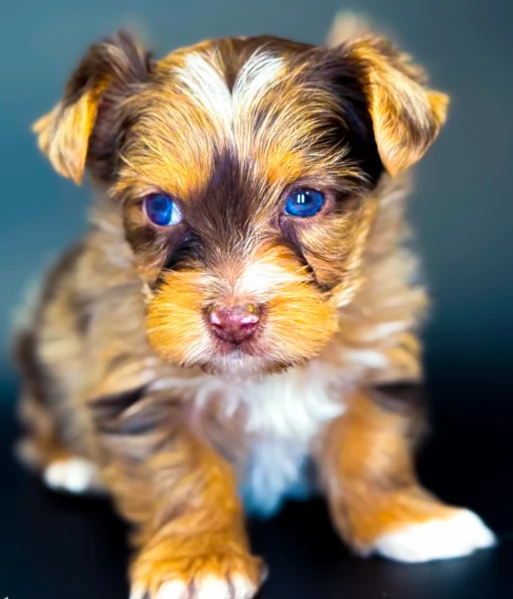 Cuccioli di Yorkshire registrati disponibili per ladozione