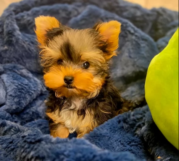  Cucciolo CKC Teacup  Maschio 