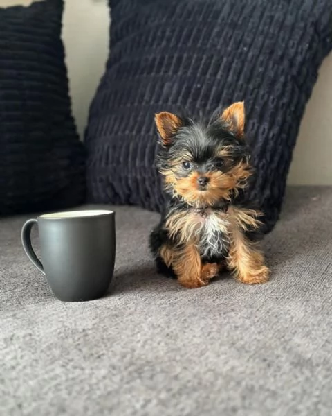 Female Yorkshire Terrier parents AKC registered