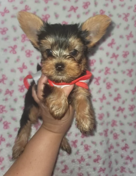 Yorkie baby oshi