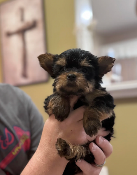 Yorkshire Terrier registrato allAKC