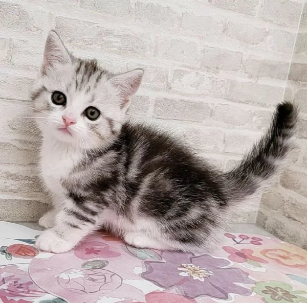 Disponibili per ladozione gattini Munchkin dal muso peloso e dal pelo soffice | Foto 2