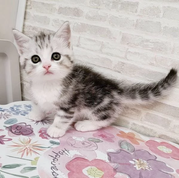 Disponibili per ladozione gattini Munchkin dal muso peloso e dal pelo soffice | Foto 1