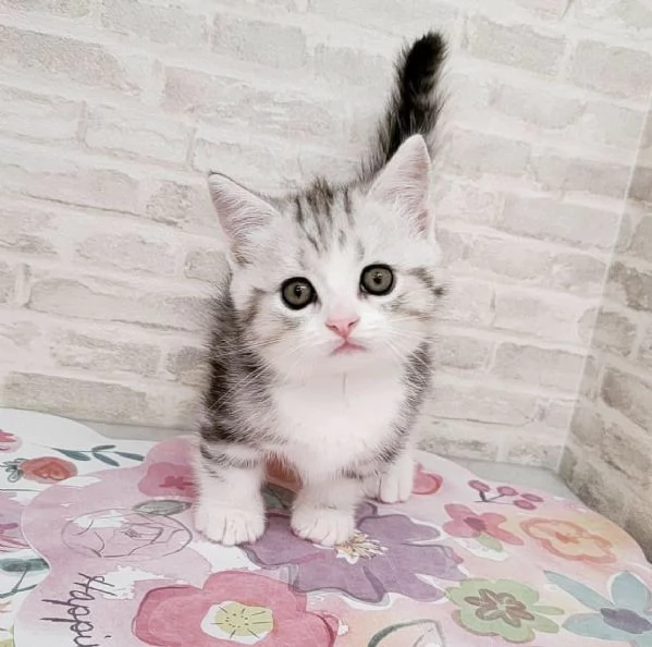 Disponibili per ladozione gattini Munchkin dal muso peloso e dal pelo soffice | Foto 0