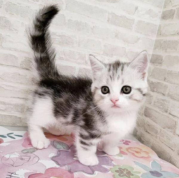 Disponibili per ladozione gattini Munchkin dal muso peloso e dal pelo soffice