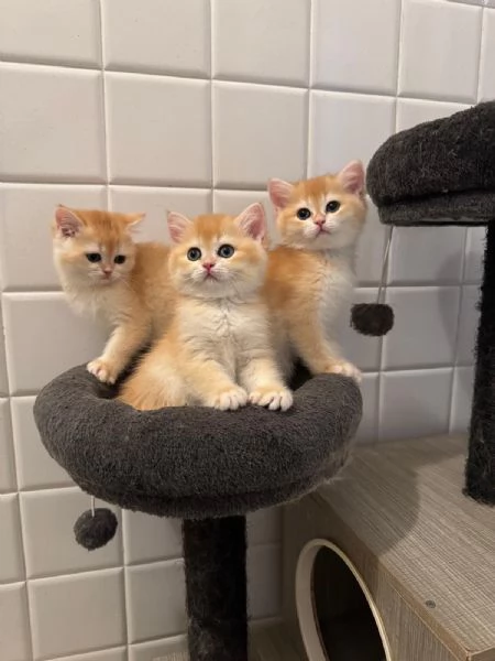 Gattini British shorthair golden chell Scottish straight