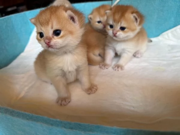 Gattini British shorthair golden chell Scottish straight | Foto 6