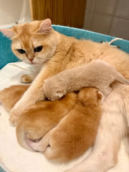 Gattini British shorthair golden chell Scottish straight | Foto 5