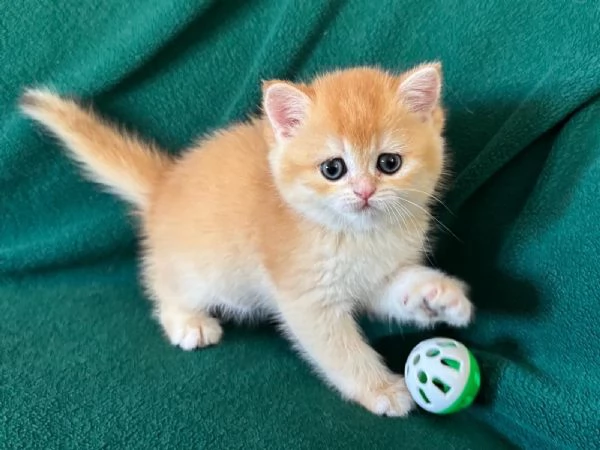 Gattini British shorthair golden chell Scottish straight | Foto 4