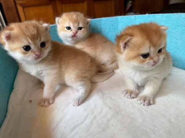 Gattini British shorthair golden chell Scottish straight | Foto 3