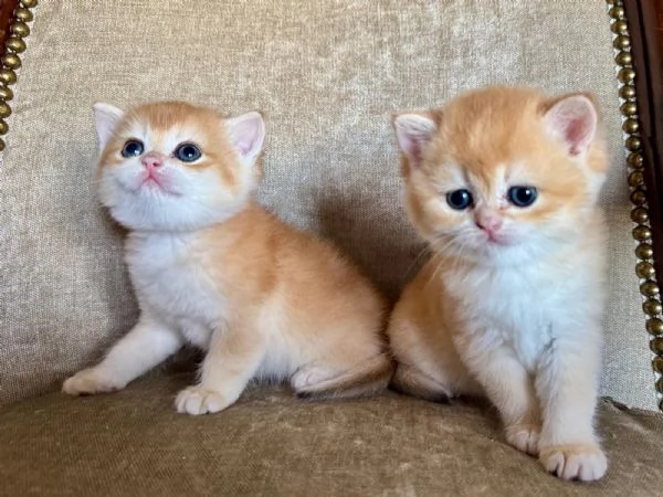 Gattini British shorthair golden chell Scottish straight | Foto 2