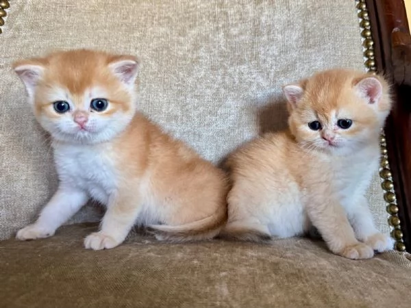 Gattini British shorthair golden chell Scottish straight | Foto 1