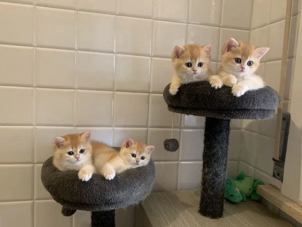 Gattini British shorthair golden chell Scottish straight | Foto 0