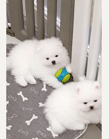 Cuccioli di Poomeerania eccezionali