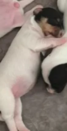 Gek Russel toy  piccolissimi  