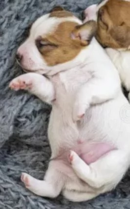 Gek Russel toy  piccolissimi   | Foto 4