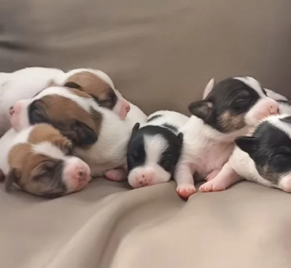 Gek Russel toy  piccolissimi   | Foto 3